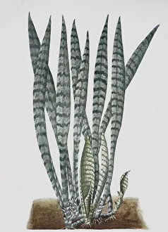 Sansevieria, Sanseviera guineensis