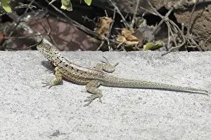 Santa Cruz lava lizard (MICROLOPHUS indefatigabilis)