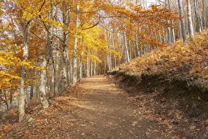 Framed Print : Sao Lourenco Woods in Autumn. Yellow Beech Forest and Hiking Trail