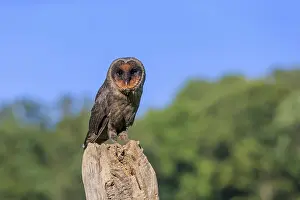 Sao Tome Barn Owl (Tyto thomensis)