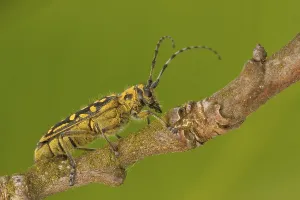 Saperda scalaris (Saperda scalaris)