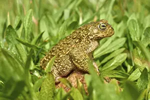 Sapo Corredor, natterjack toad (Bufo calamita)