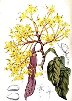 Saraca declinata, the red saraca or carefree tree