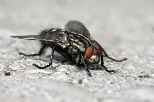 Sarcophaga carnaria, Sarcophaga carnaria