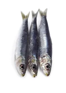 Sardine, Sardines, Other animals