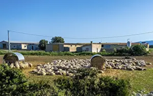 Sardinia, A flock of sheep lying in the sun