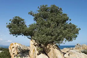 Sardinian juniper (Juniperus communis nano)