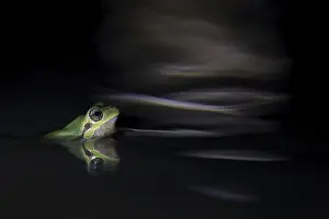 Sardinian tree frog (Hyla sarda)