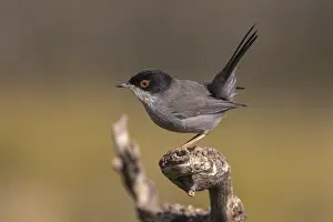 Sardinian warbler (Sylvia melanocephala)