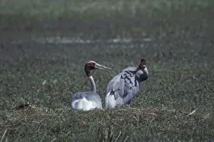 Sarus CRane (Grus antigone)