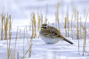Saskatchewan horned lark (Eremophila alpestris enthymia) adult male foraging on snow covered ground in winter