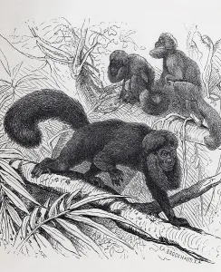 Satan monkey or black saki (Chiropotes satanas)