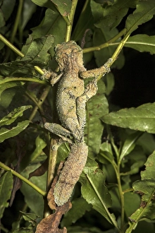 Satanic Leaf Tailed Gecko (Uroplatus phantasticus) in the tree