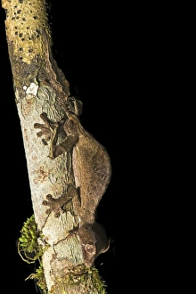 Satanic Leaf Tailed Gecko (Uroplatus phantasticus) to tree trunk