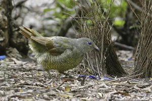 Satin Bowerbird (Ptilonorhynchus violaceus) juvenile male