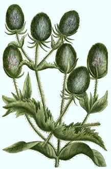 Sativus flore rubro Weber's teasel (Dipsacus)