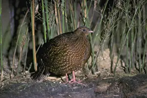 Satyr satyr tragopan (Tragopan satyra) Female