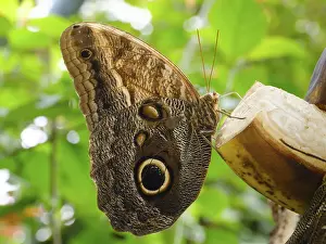 Satyrine (Satyrinae) in the Butterfly House