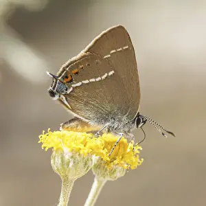 Satyrium spini, Schlehenzipfelfalter