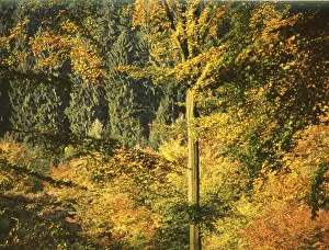 Sauerland. In the autumn leaves 1989