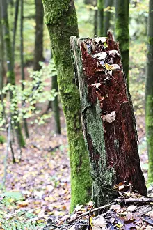 Sauerland. Forest in autumn