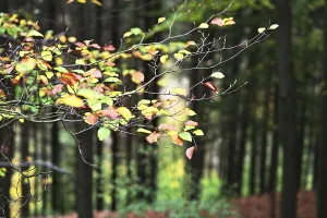 Sauerland. Forest in autumn