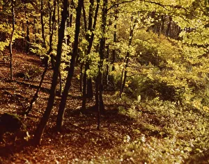 Sauerland. Forest in autumn in Iserlohn still without clear signs of forest damage 1990