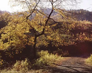 Sauerland. Forest in autumn in Iserlohn still without clear signs of forest damage 1990