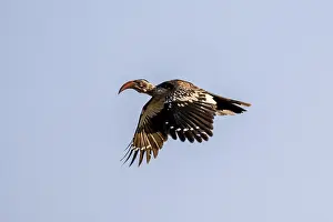 Savanna Hornbill (Tockus erythrorhynchus) flying