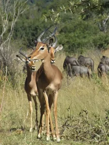 Savanna scenery including some Impalas in South Africa