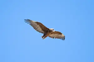 Savannah eagle or eagle of prey (Aquila rapax)