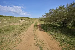 Savannah landscape with path, Masai Mara National Reserve