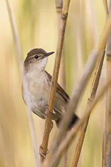 Savi's Warbler (Locustella luscinioides)