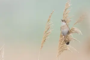 Savis Warbler - Rohrschwirl - Locustella luscinoides