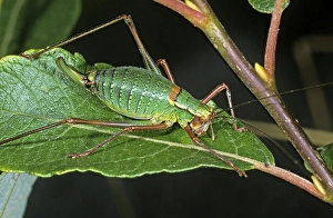 Saw-tailed Bush-cricket (Barbitistes serricauda)
