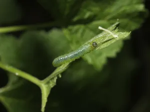 Sawfly larva