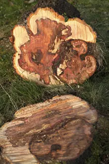 Sawn plum tree trunk, Waterlooville