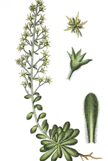 Saxifrage species (Saxifraga mutata)
