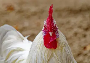 Saxon bantam chicken, Saxony chicken