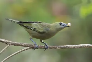 Sayaca Tanager (Thraupis sayaca)
