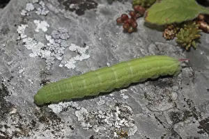 Scabiosa hawkmoth (Hemaris tityus)