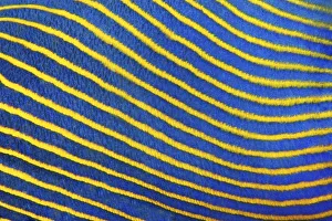 Scale, Detail, emperor angelfish (Pomacanthus imperator)