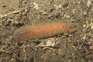 Scale Worm (Lagisca extenuata) adult