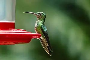 Scaled-breasted hummingbird (Phaeochroa cuvierii)