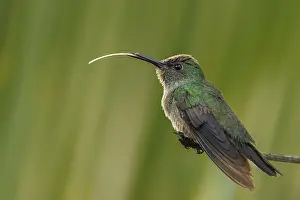 Scaled-breasted hummingbird (Phaeochroa cuvierii) with long outstretched tongue
