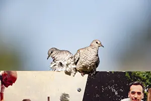 Scaled pigeon (Columbina squammata) pantanal Brazil
