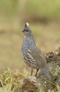 Scaled Quail (Callipepla squamata)