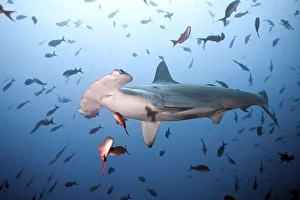 Scalloped hammerhead shark (Sphyrna lewini)