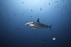 Scalloped Hammerhead Shark (Sphyrna lewini)