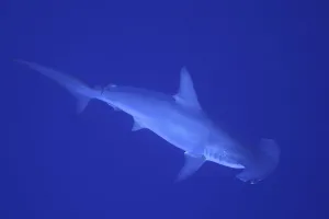 Scalloped hammerhead shark (Sphyrna lewini)